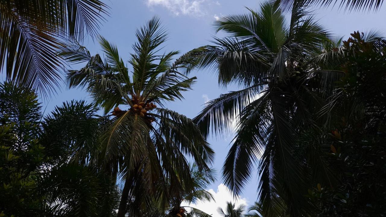 Wild View Stay Habarana Exterior foto