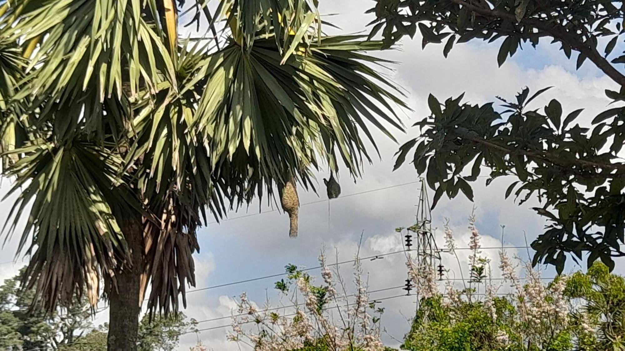 Wild View Stay Habarana Exterior foto