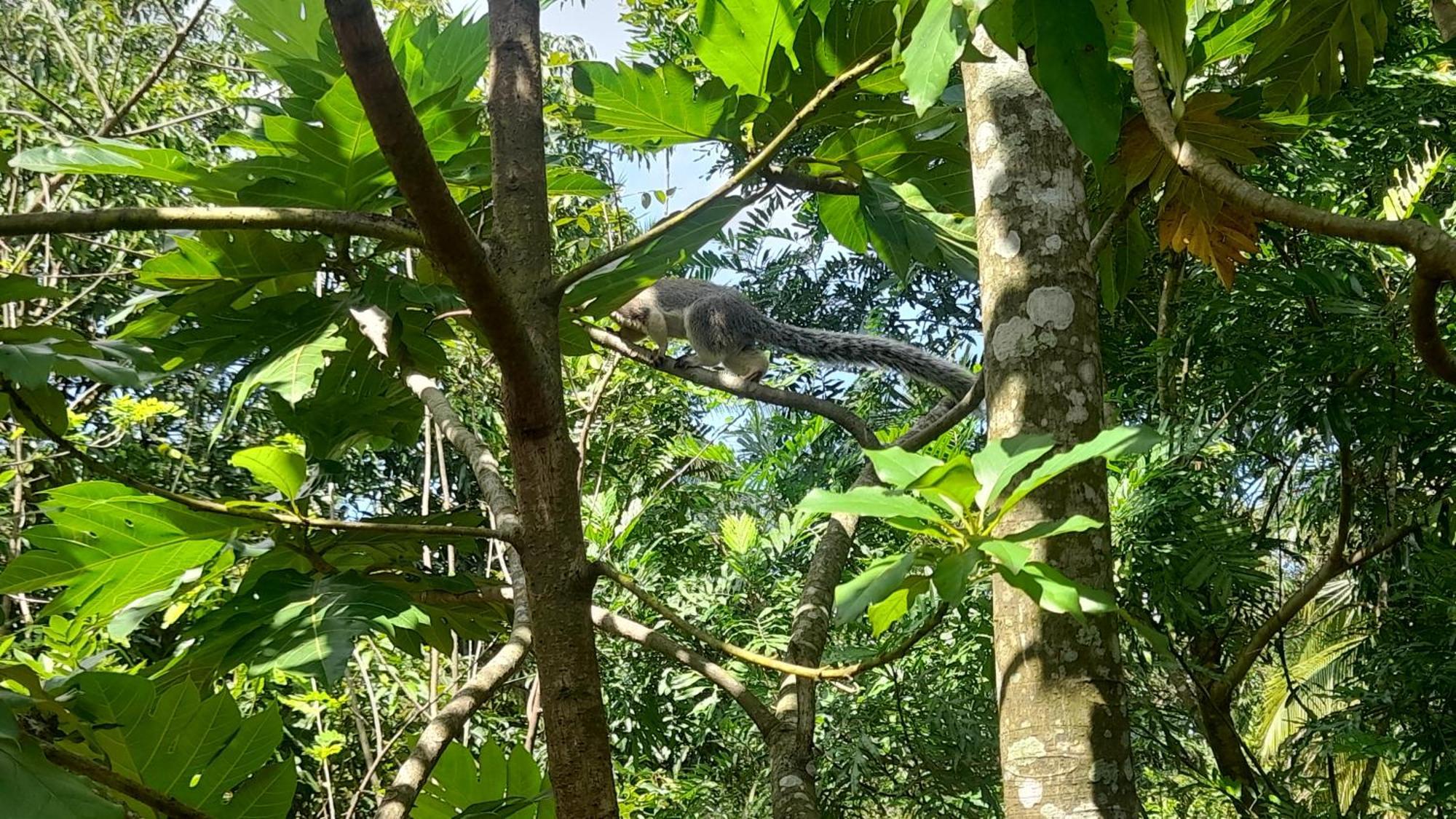 Wild View Stay Habarana Exterior foto