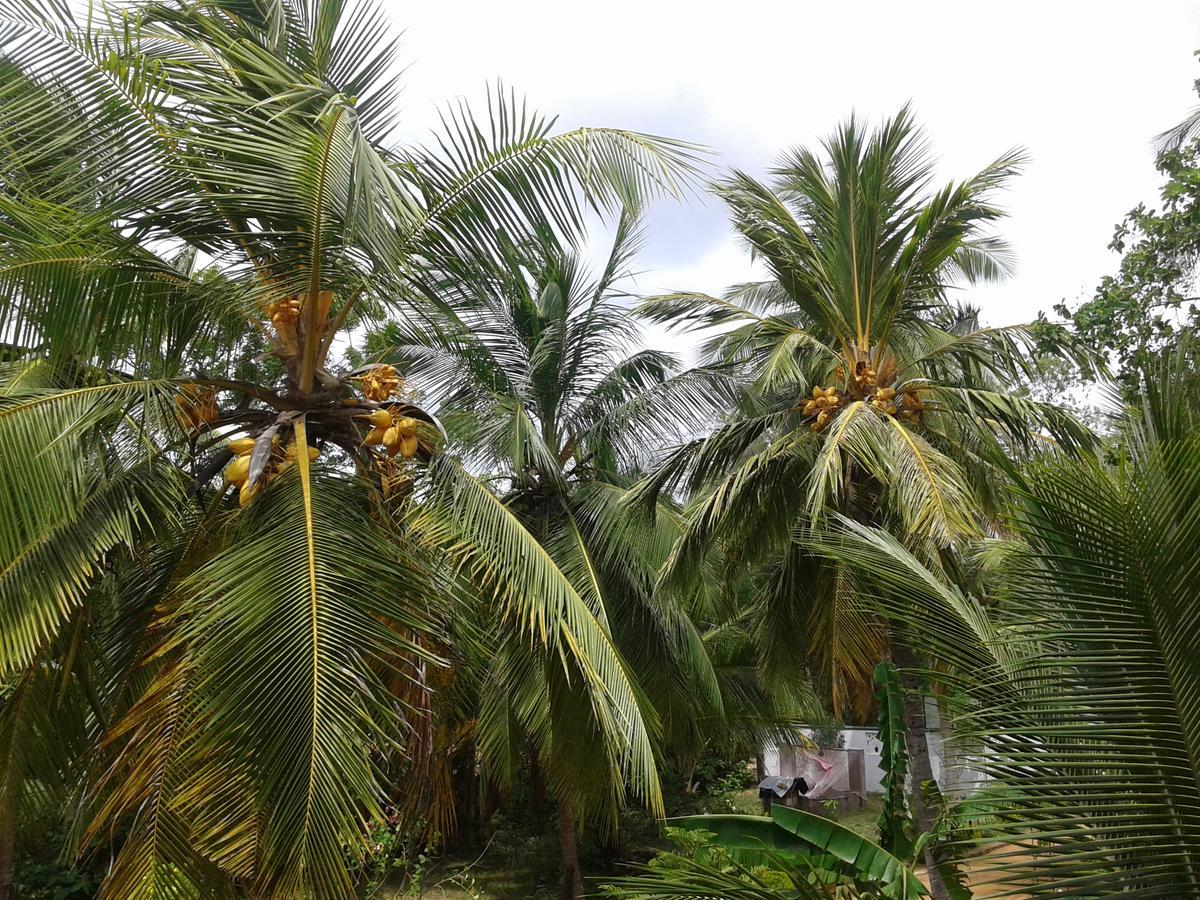 Wild View Stay Habarana Exterior foto